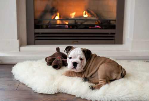 The Importance of Temperature Regulation in Dogs